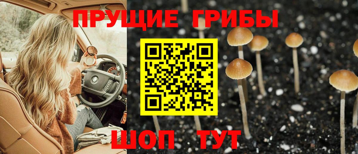 Городец  купить  цена  Вход с VPN  Псилоцибиновые грибы Cubensis 